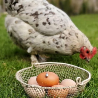 Egg Necklace
